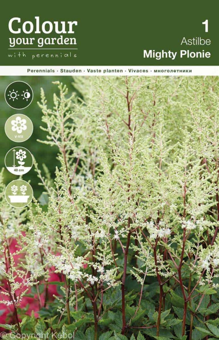 Astilbe Mighty Plonie