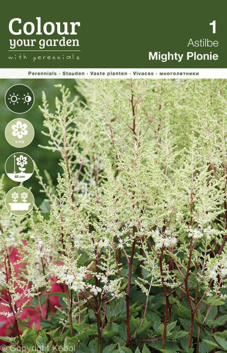 Astilbe Mighty Plonie
