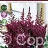 Astilbe Vision in Red