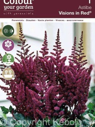 Astilbe Vision in Red
