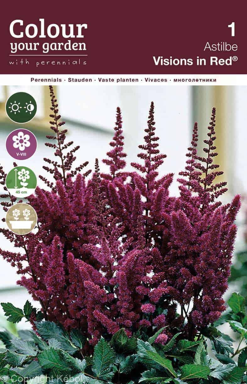Astilbe Vision in Red