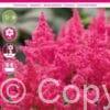 Astilbe Younique Ruby Red