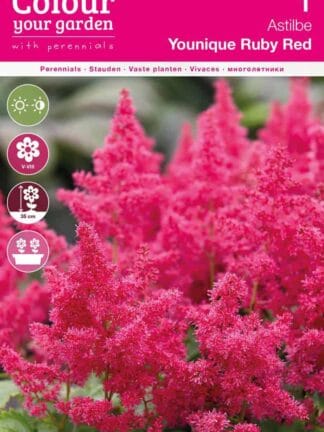 Astilbe Younique Ruby Red