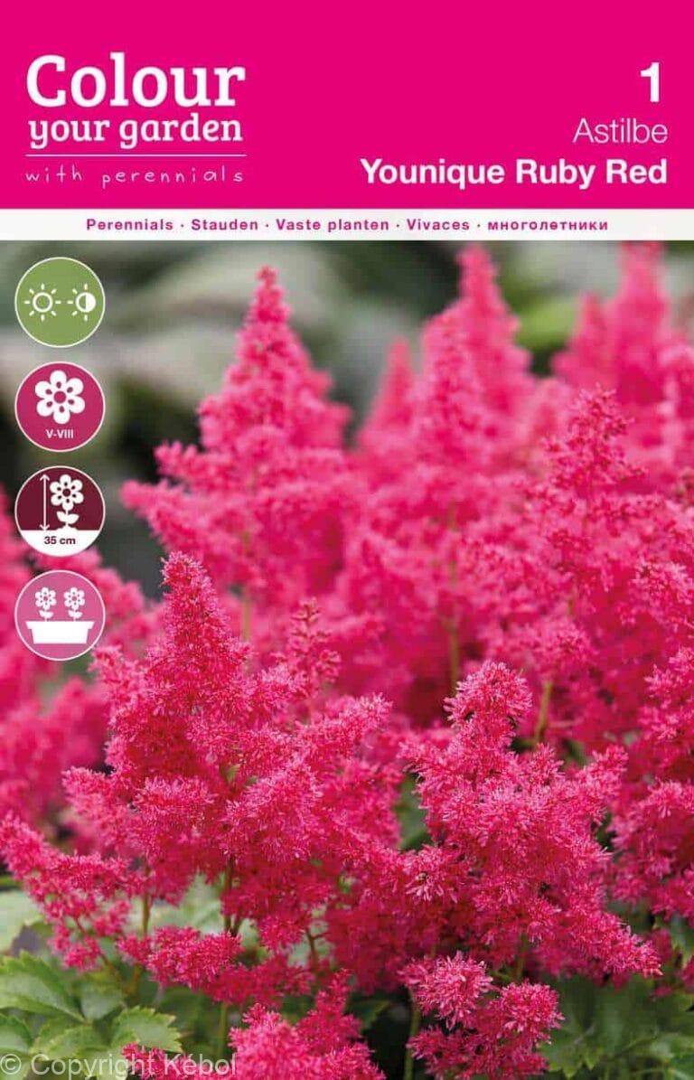 Astilbe Younique Ruby Red