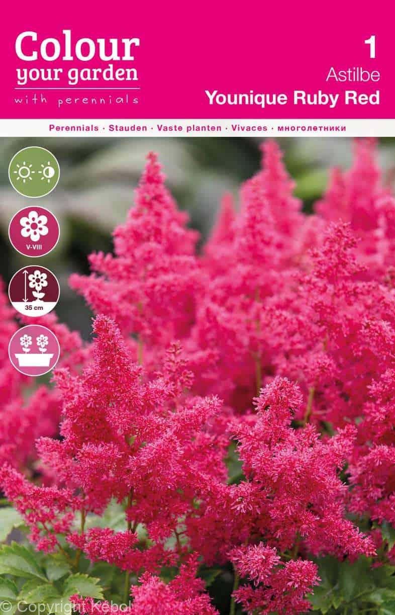 Astilbe Younique Ruby Red