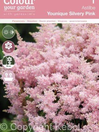 Astilbe Younique Silvery Pink