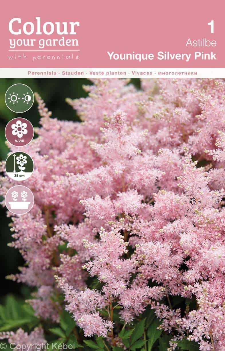 Astilbe Younique Silvery Pink