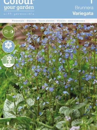 Brunnera Variegata