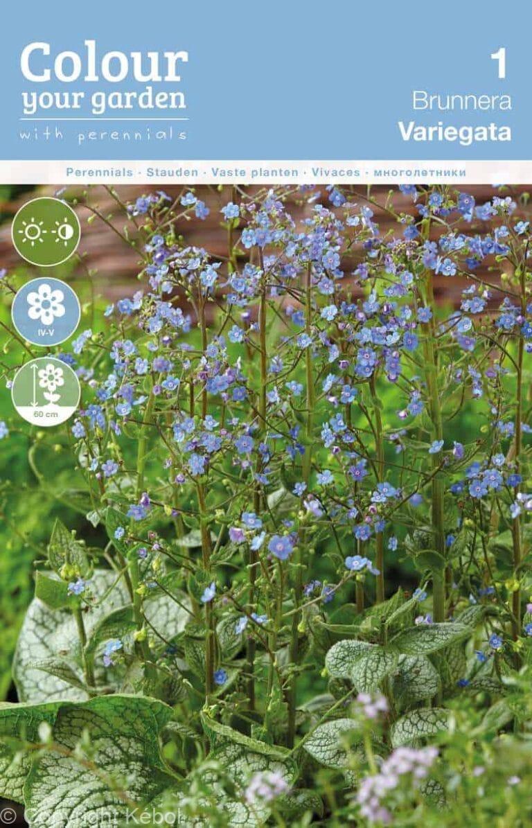 Brunnera Variegata