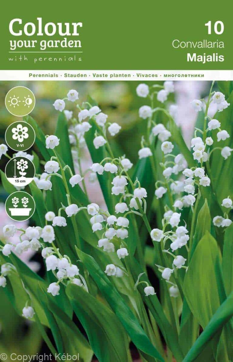 Convallaria majalis