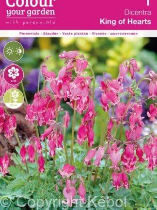 Dicentra King of Hearts