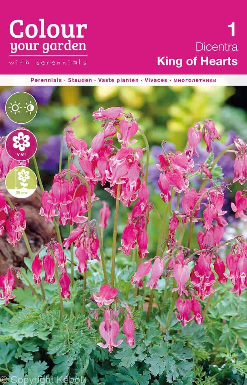 Dicentra King of Hearts