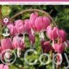 Dicentra Spectabilis Pink