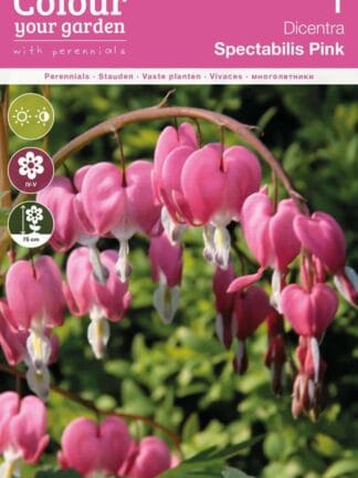 Dicentra Spectabilis Pink