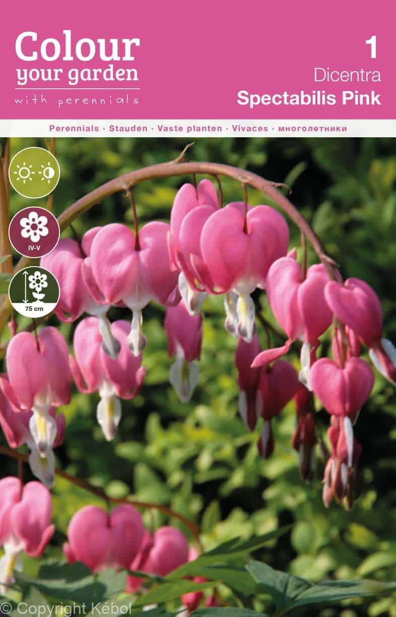 Dicentra Spectabilis Pink