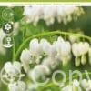 Dicentra Spectabilis White