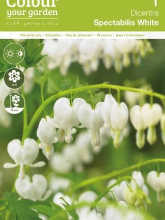 Dicentra Spectabilis White