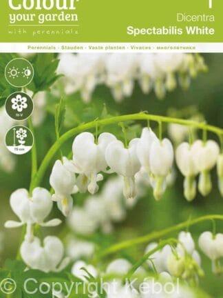 Dicentra Spectabilis White