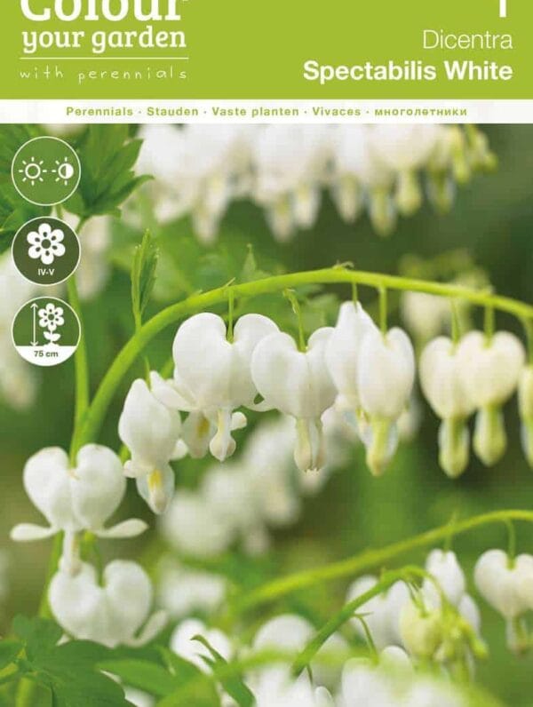 Dicentra Spectabilis White