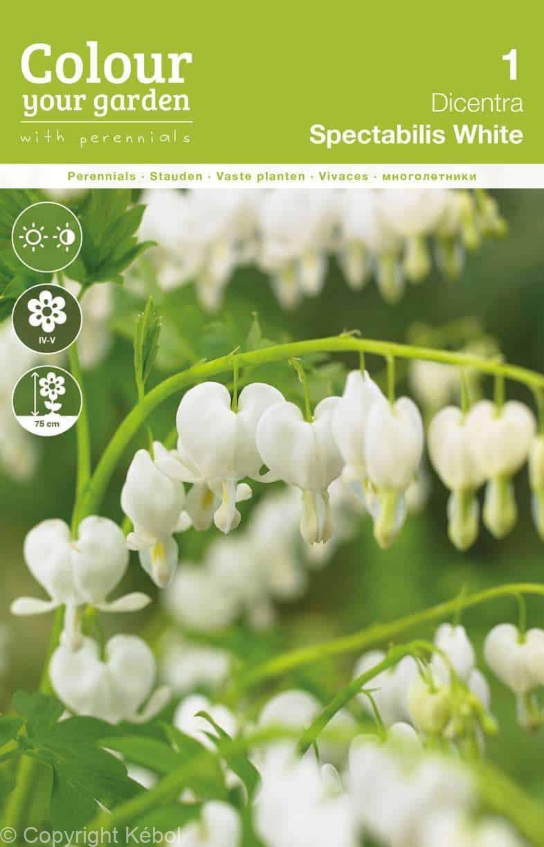 Dicentra Spectabilis White