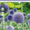 Echinops ritro