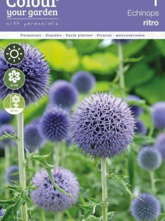 Echinops ritro