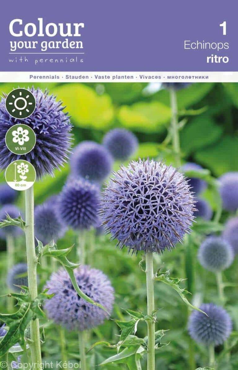 Echinops ritro