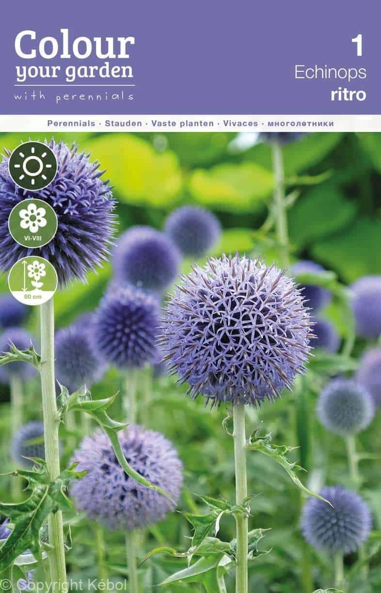 Echinops ritro