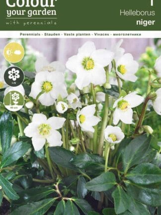 Helleborus Niger