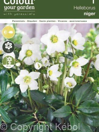 Helleborus Niger