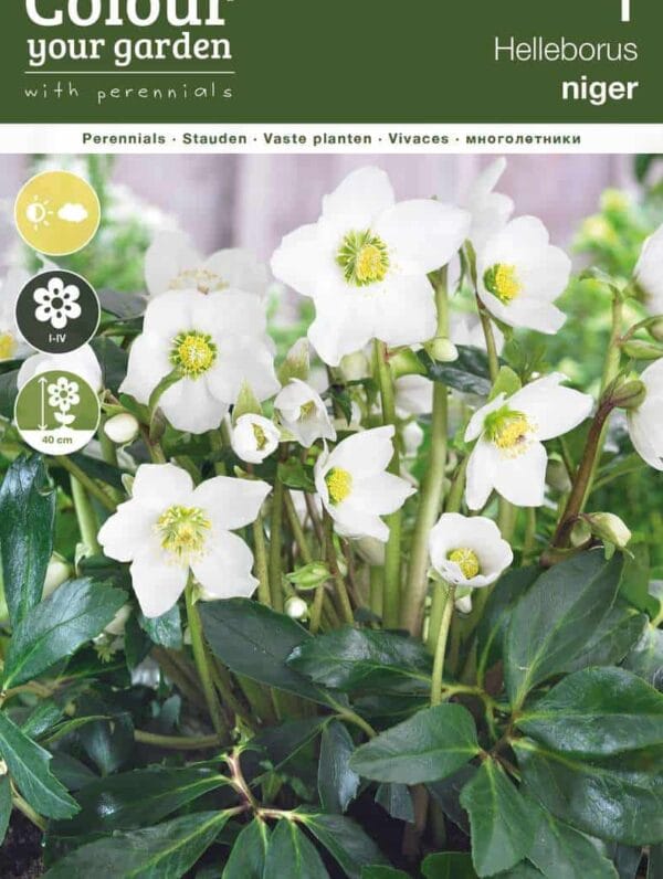 Helleborus Niger