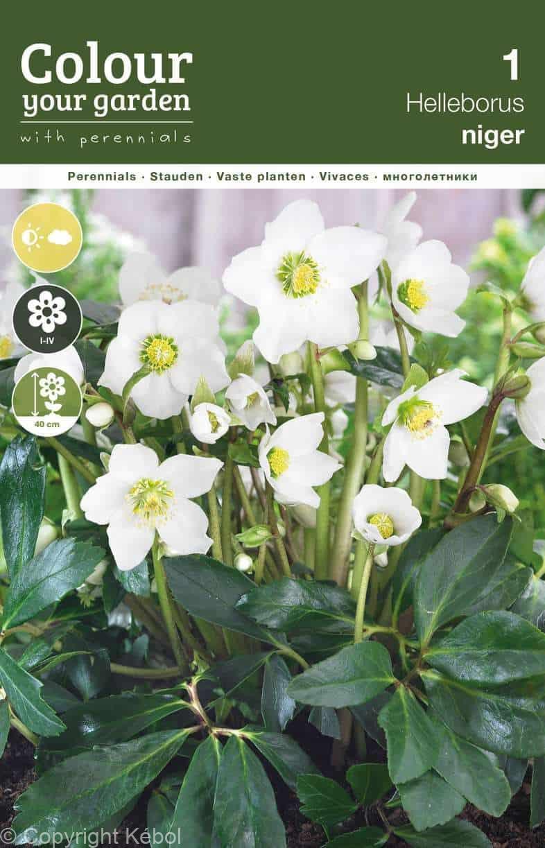 Helleborus Niger