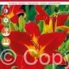 Hemerocallis Anzac