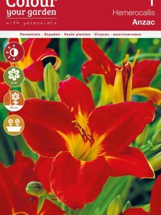 Hemerocallis Anzac