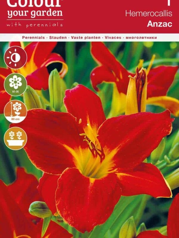 Hemerocallis Anzac
