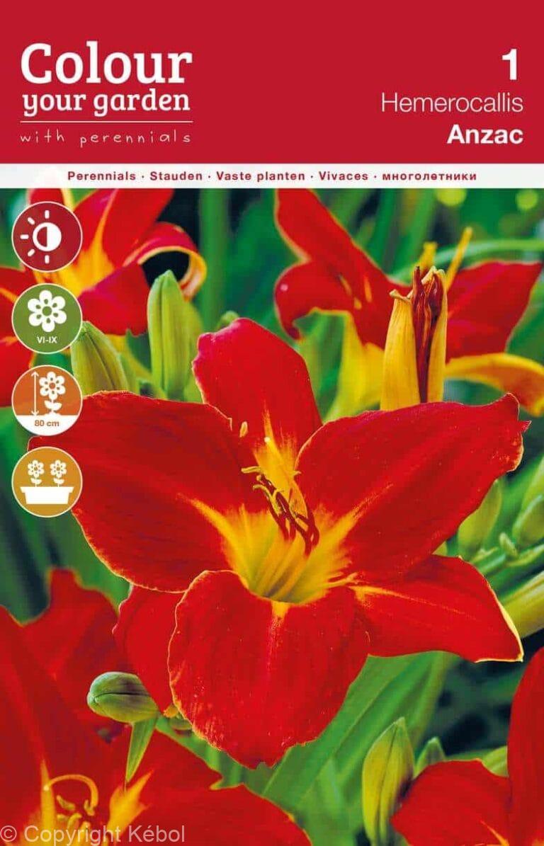 Hemerocallis Anzac