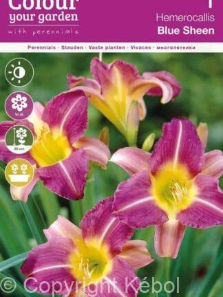 Hemerocallis Blue Sheen