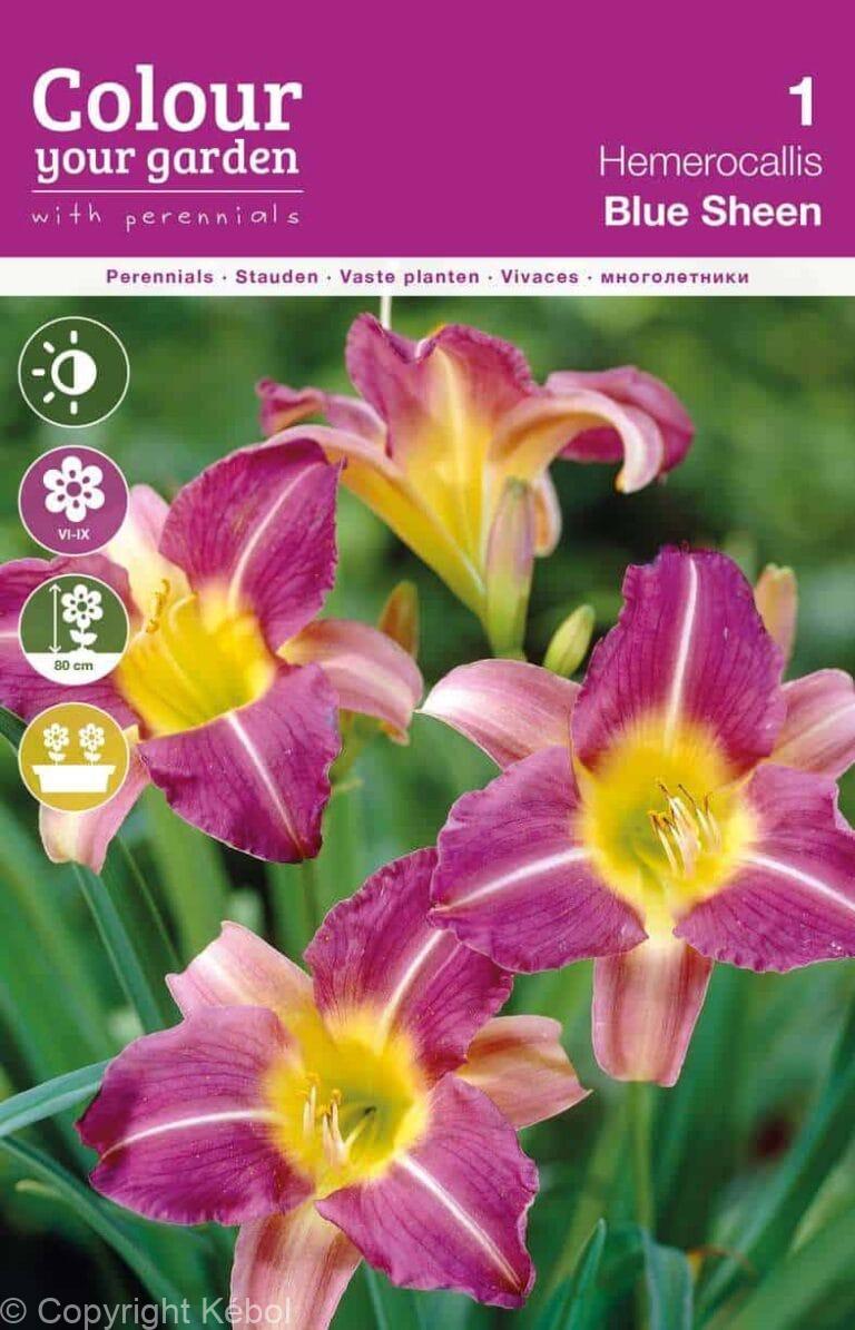 Hemerocallis Blue Sheen