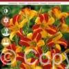 Hemerocallis Frans Hals