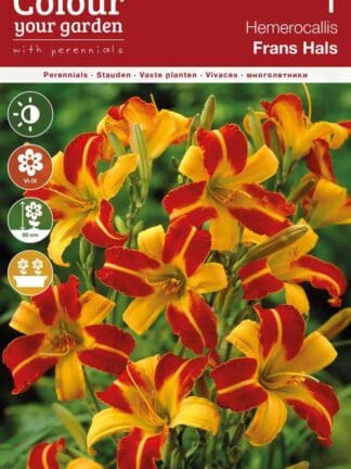 Hemerocallis Frans Hals