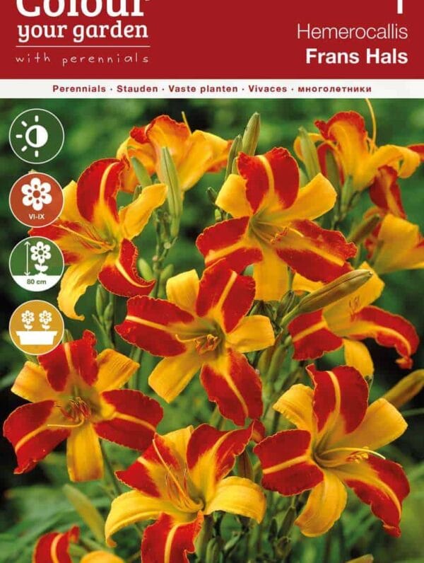 Hemerocallis Frans Hals