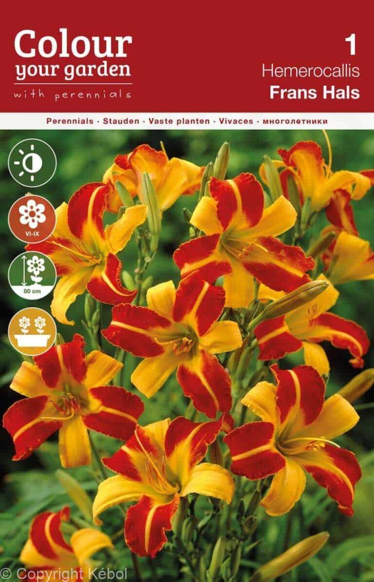 Hemerocallis Frans Hals
