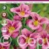 Hemerocallis Siloam New Toy