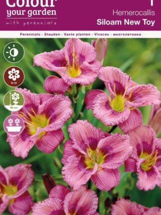 Hemerocallis Siloam New Toy