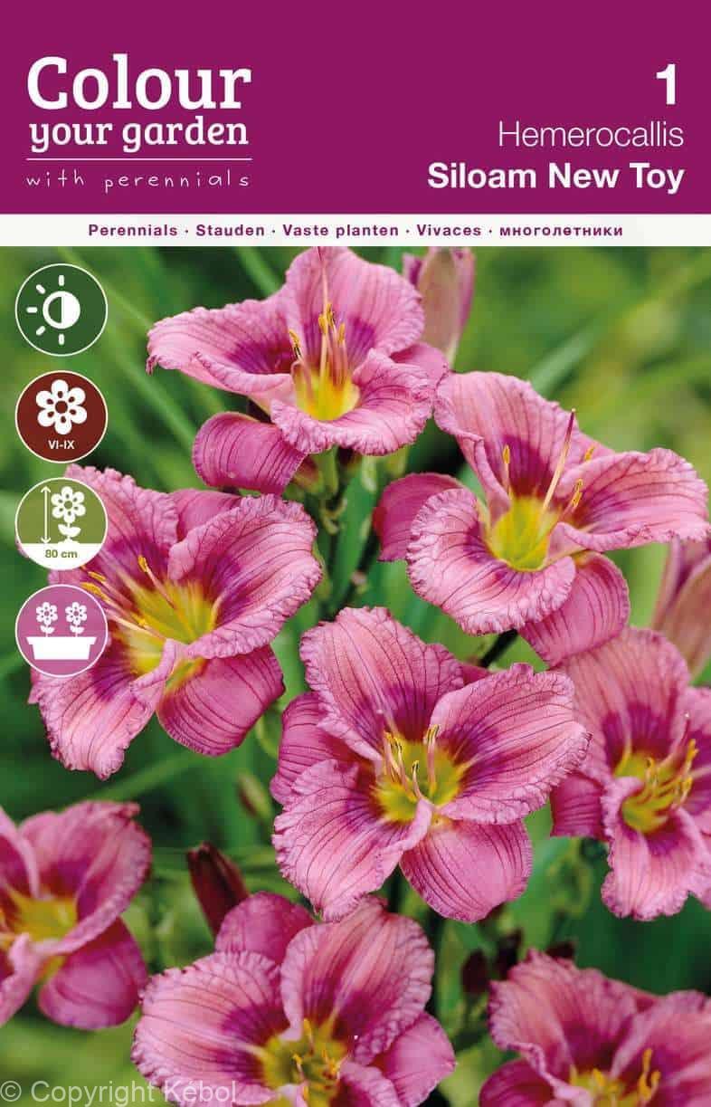 Hemerocallis Siloam New Toy