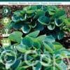 Hosta Abiqua Drinking Gourd