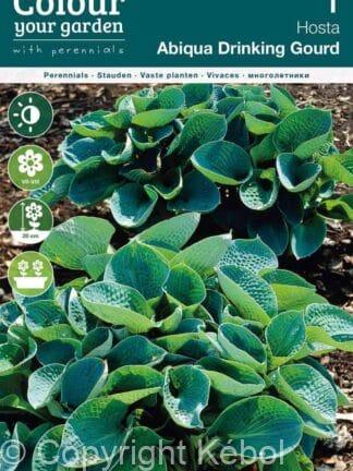 Hosta Abiqua Drinking Gourd