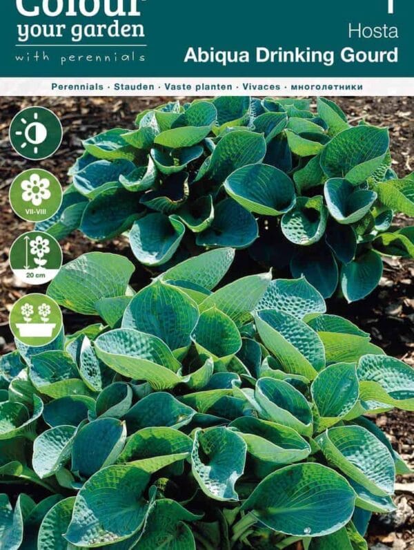 Hosta Abiqua Drinking Gourd