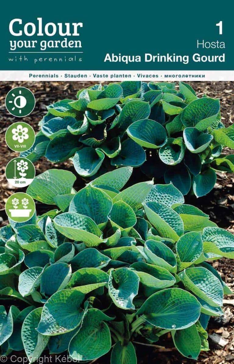 Hosta Abiqua Drinking Gourd