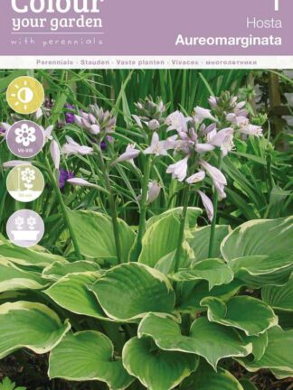 Hosta Aureomarginata